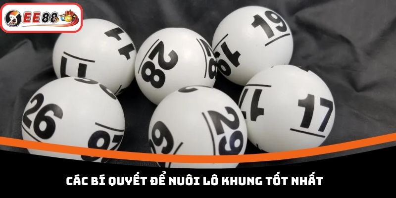 Các bí quyết để nuôi lô khung tốt nhất